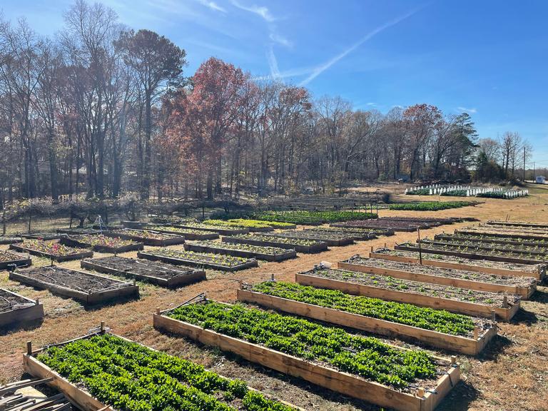Atlanta Harvest